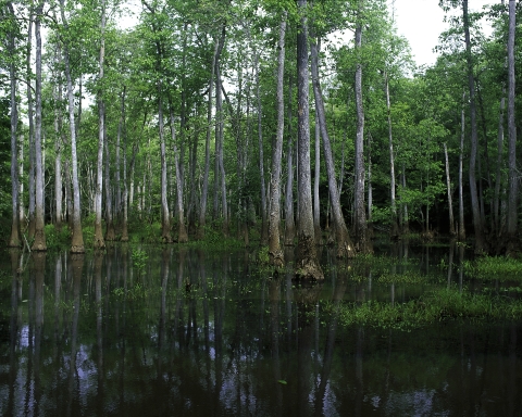 Bond Swamp NWR scenic swamp photo
