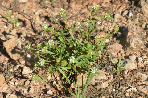 green plant with white blossoms
