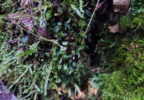 The Florida bristle fern growing in Miami Dade County’s Hattie Bauer Hammock Preserve has tiny flat leaves with scalloped edges. 