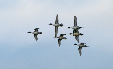 A small flock of Northern pintails flies over a wetland at Baskett Slough National Wildlife Refuge