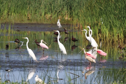 Shorebirds wading in the water searching for food