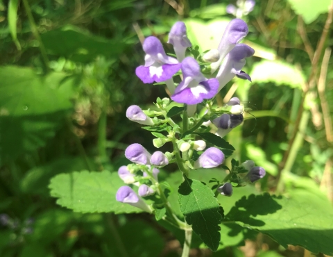 green plant with purple blossoms