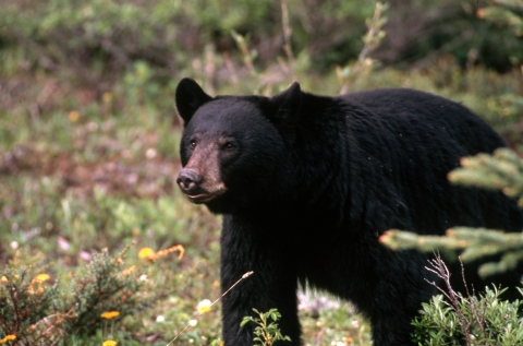 An adult American black bear in a forest