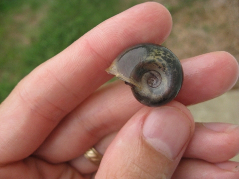 Hand holding a magnificen ramshorn snail shell