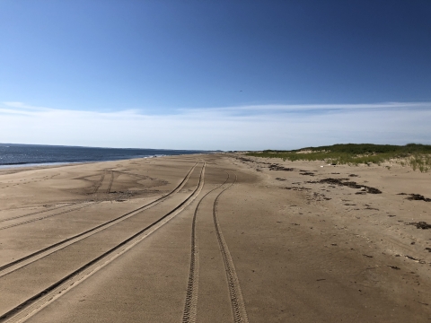 Multiple vehicle tire treads leading into the distance on an empty beach
