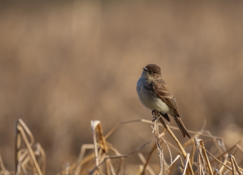 A brown and tan bird perched on a dried piece of wheat