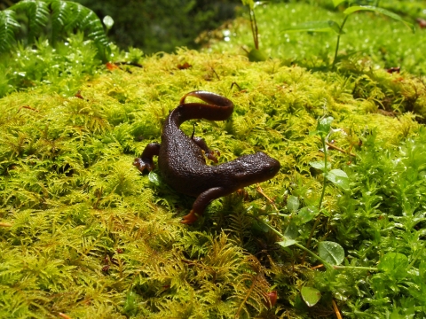 A black newt with rough skin standing on green moss