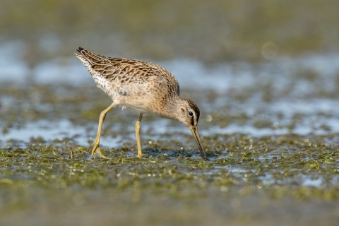 A shorebird with various brown colors in it's feathers and a long narrow beak feeding at low tide