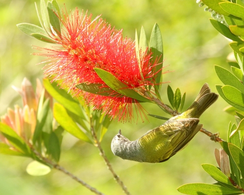 A grey and yellow bird perched upside down on a flowering plant