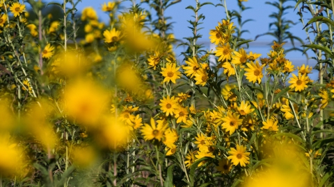the frame is filled with bright yellow blossoms of Maximilian sunflowers