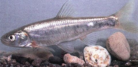 Small silver fish with transparent fins