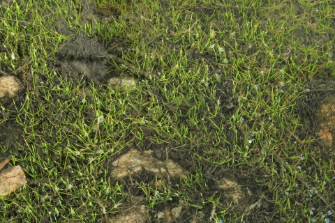 A rocky shallow pool covered in small green plants