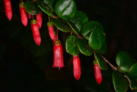 a bright red flower with green leaves