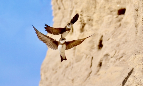 A white breasted bird with dark wings and tail feathers flying along side a cliff