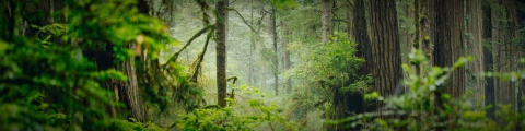 A lush redwood forest near Crescent City, CA