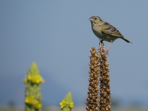 A cream colored bird with dark patterns on it's wings standing on vegetation in a grassland