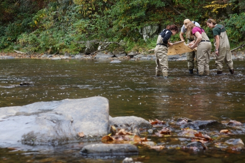 Four people in stream look in a seine they hold above water