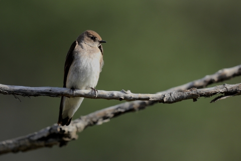 A bird with light grey cap, white breast and dark wings perched on a branch
