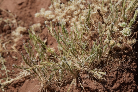 slender orcutt grass that has gone to seed