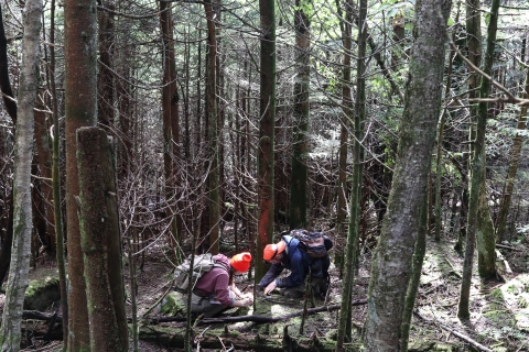 Two people kneeling in a forest, searching through the leaf litter