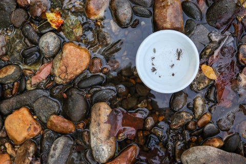 Bowl containing aquatic invertebrates resting on rocks