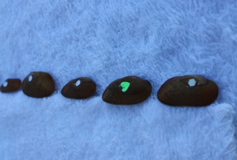 5 freshwater mussels lined on a cloth with glitter tags on each of their shells.