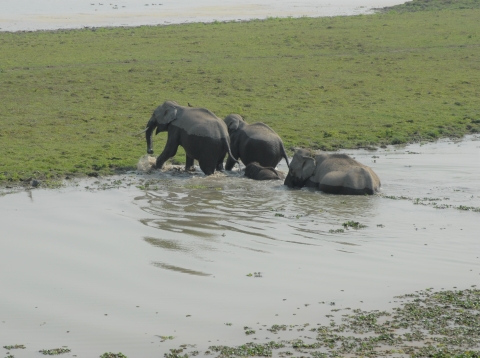 A group of three Indian elephants crossing a river or body of water.