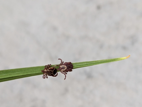 2 ticks on a blade of grass