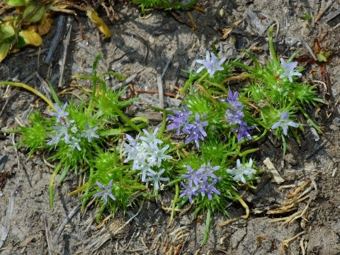 bunches of small 5 petaled flowers in white and light blue