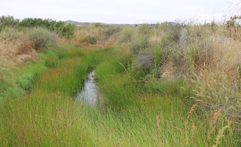 small pool of water with green brush on either side