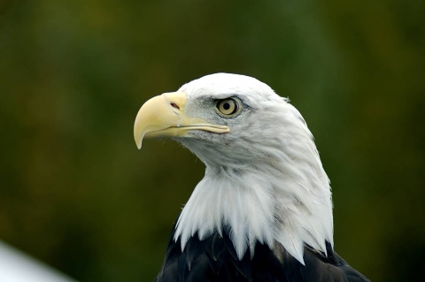 Headshot of a Bald eagle. 