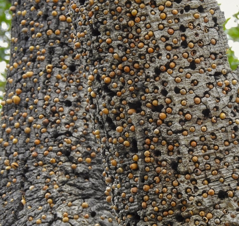 a tree with a bunch of acorns in holes