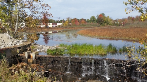 dam in stages of removal, the pond shrinks back to river and vegetation begins to fill in the water