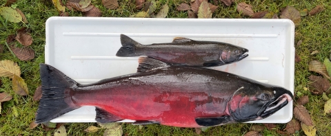 Image of two male coho salmon on a tray. The top is a 18 month old "jack" coho and the lower is a 36 month old.