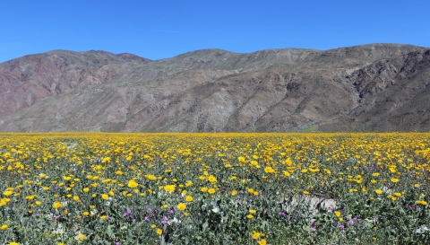 a sea of desert sunflowers with desert mountains in the background