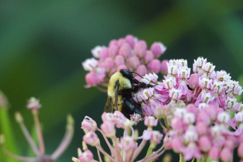 Image of bumblebee on flowers