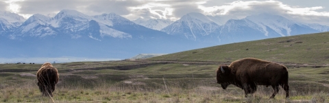 Two bison grazing in an open field with mountains in the background.