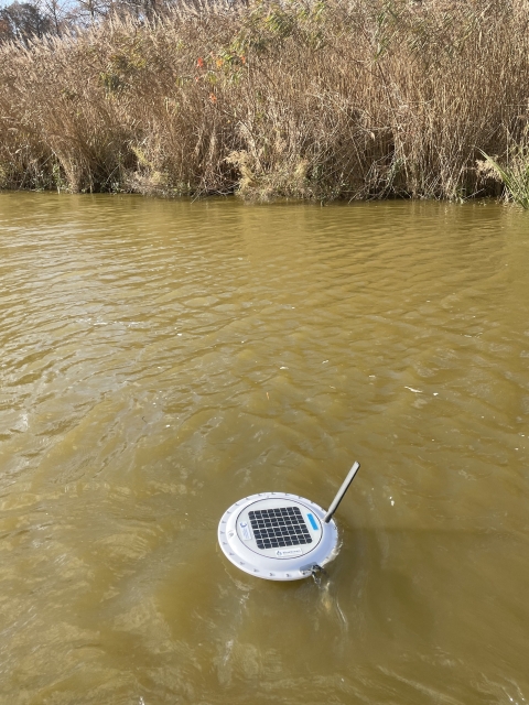 Floating white water quality sensor on surface of brown water Lake Mattamuskeet
