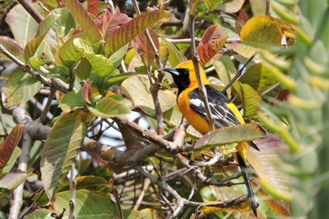 a yellow and black bird sits in a tree