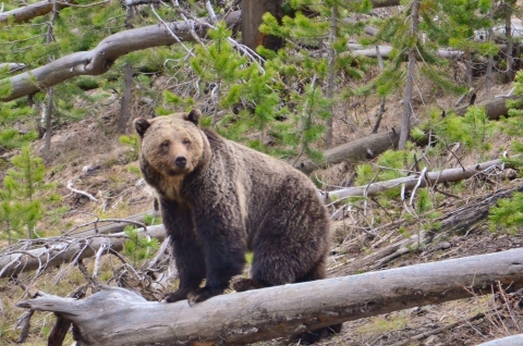 A grizzly bear standing on a downed tree with pine trees behind them