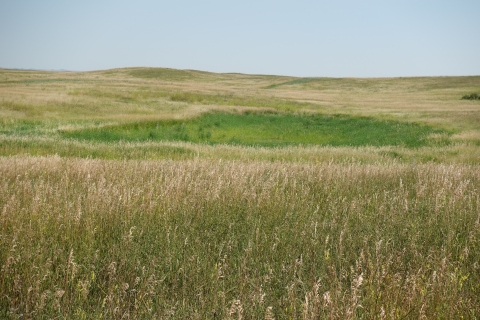 A lush, green wetland under a blue sky