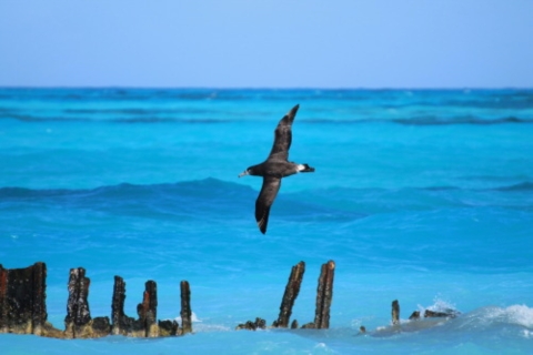A large-winged bird flies over a turquoise sea.