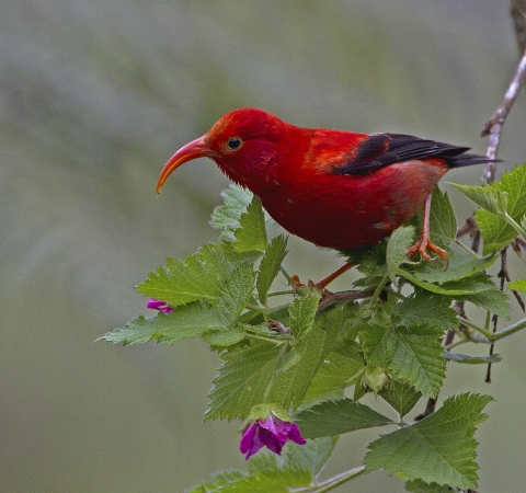 An ʻiʻiwi stands on a branch. It has bright red feathers with black wings. Its long, curved beak is open. 