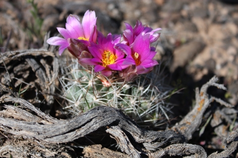 Colorado hookless cactus, a small green cactus with spines and distinctive purple and pink flowers with yellow center