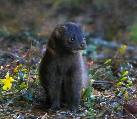 Brown, juvenile mink sits on field consisting of grasses &, wildflowers
