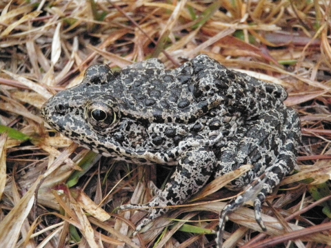 a frog sitting on the dry grass