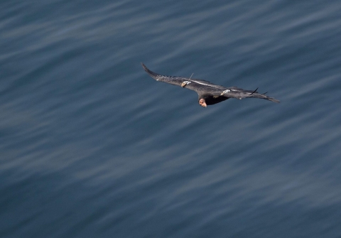 A large condor with black feathers and a red skinned head flies over the open ocean