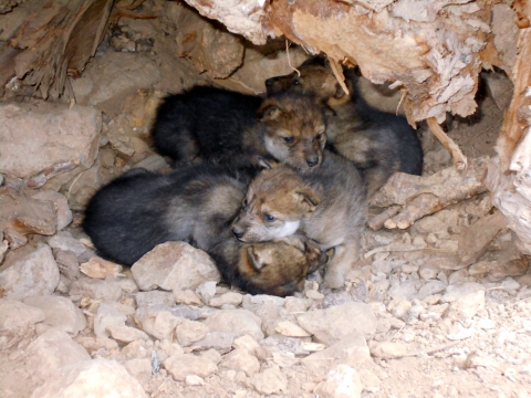 A litter of Mexican wolf pups inside a den
