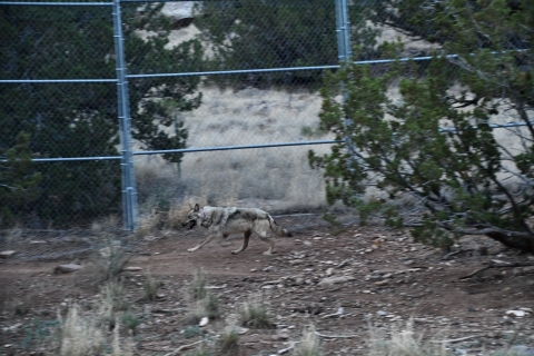 A Mexican wolf runs near a fence at a wolf facility in New Mexico