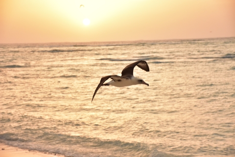 Laysan albatross flies above the coast during sunset